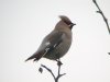 Waxwing at Pitsea (Steve Arlow) (22362 bytes)